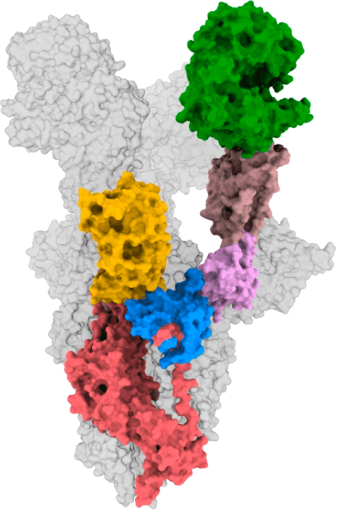 Covid-19 Spike Protein