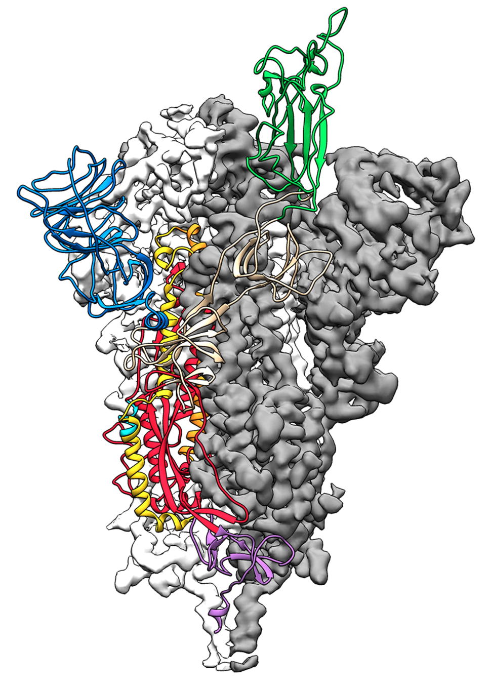 Covid-19 Spike Protein Structure