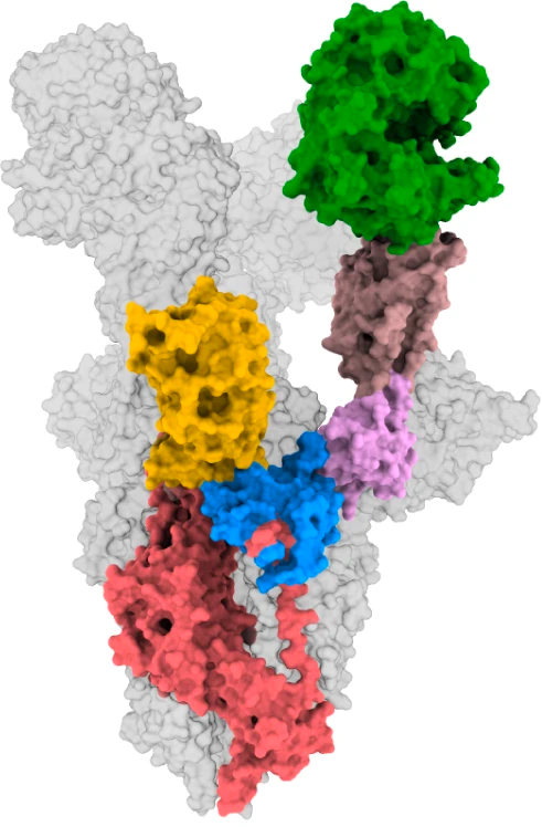 Covid-19 Spike Protein