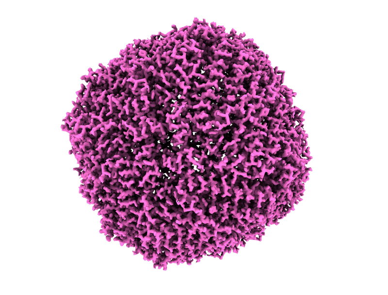 coronavirus spike protein structure alt